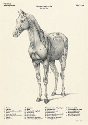 Leonardo Collection The Horse-Anatomy Plates For Artısts