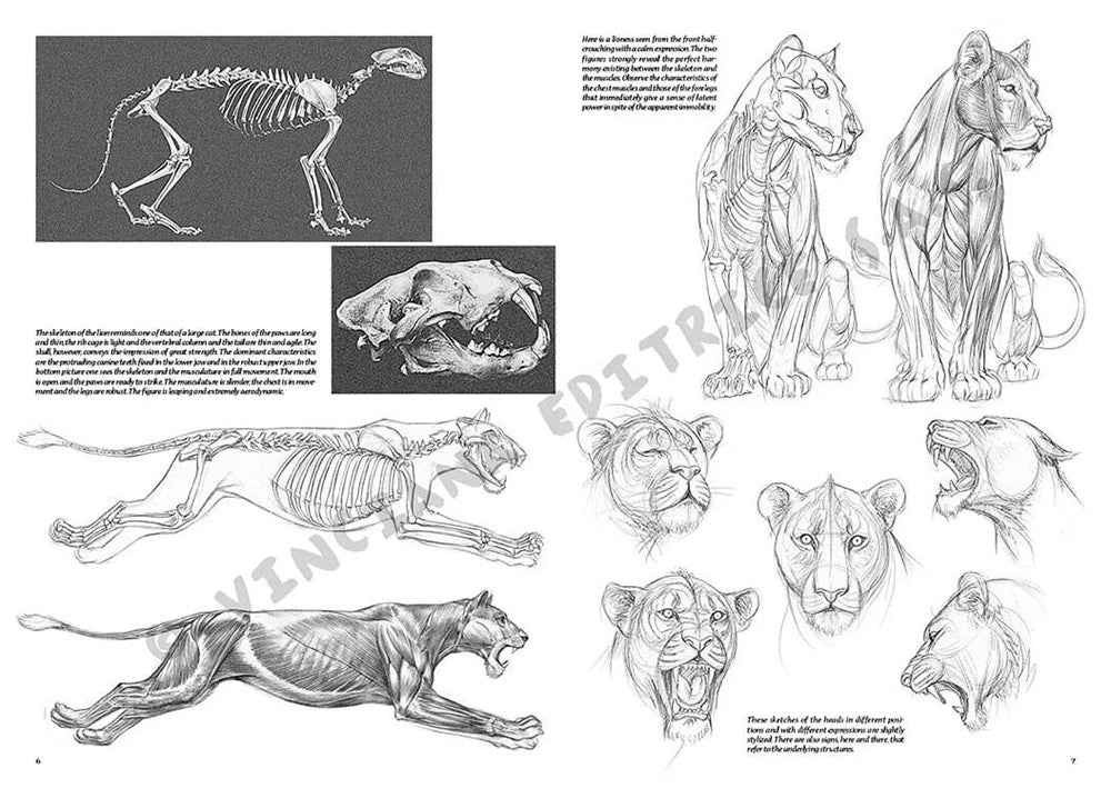 Leonardo Collection Desen Kitabı Animals N: 12 Hayvanlar N: 12