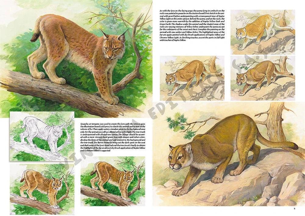 Leonardo Collection Desen Kitabı Animals N: 12 Hayvanlar N: 12