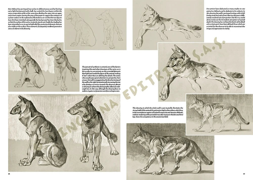 Leonardo Collection Desen Kitabı The Animals Of Mathurin Meheut N: 36