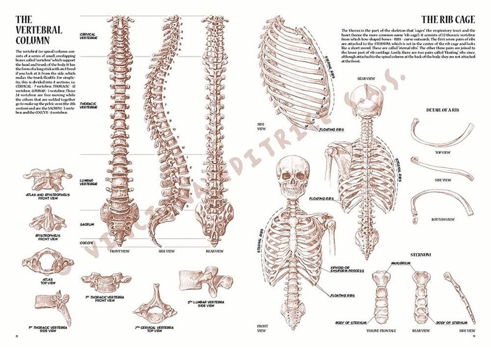 Leonardo Collection Desen Kitabı Anatomy For Artist N: 4 Ressamlar İçin Anatomi N: 4