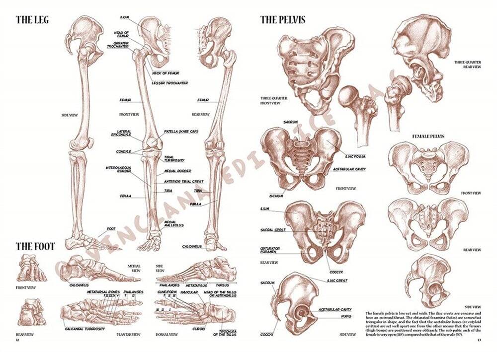 Leonardo Collection Desen Kitabı Anatomy For Artist N: 4 Ressamlar İçin Anatomi N: 4