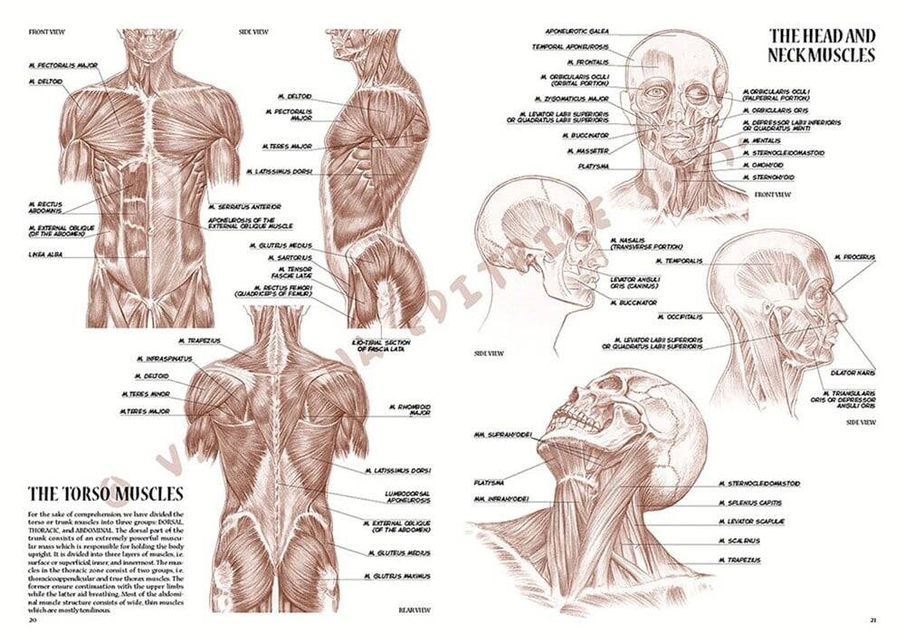 Leonardo Collection Desen Kitabı Anatomy For Artist N: 4 Ressamlar İçin Anatomi N: 4