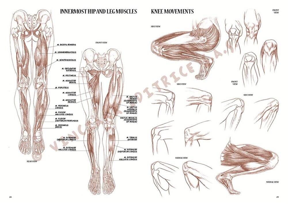 Leonardo Collection Desen Kitabı Anatomy For Artist N: 4 Ressamlar İçin Anatomi N: 4