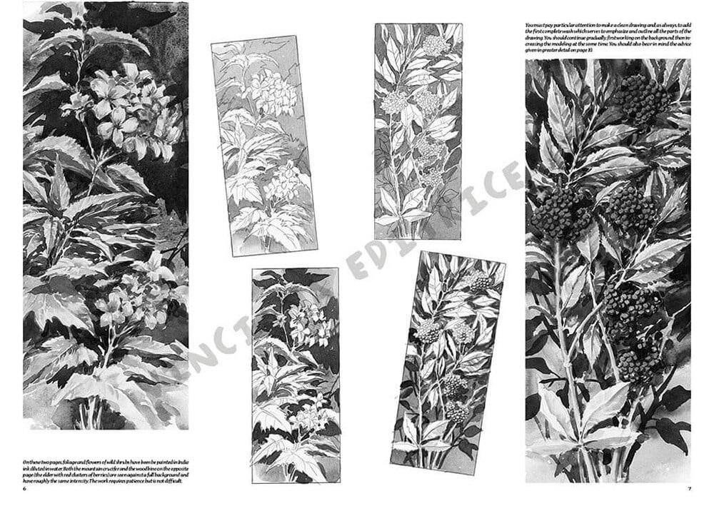 Leonardo Collection Desen Kitabı Flowers N: 20 Çicekler N: 20