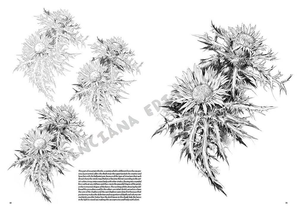 Leonardo Collection Desen Kitabı Flowers N: 23 Çicekler N: 23