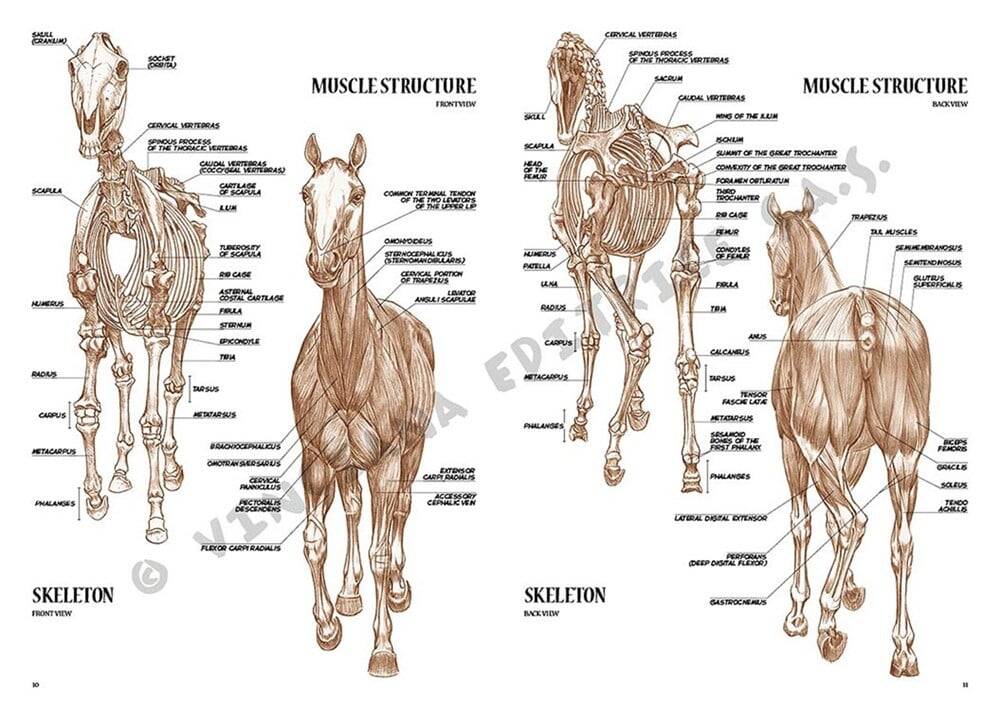 Leonardo Collection Desen Kitabı Horses No: 6 Atlar N: 6