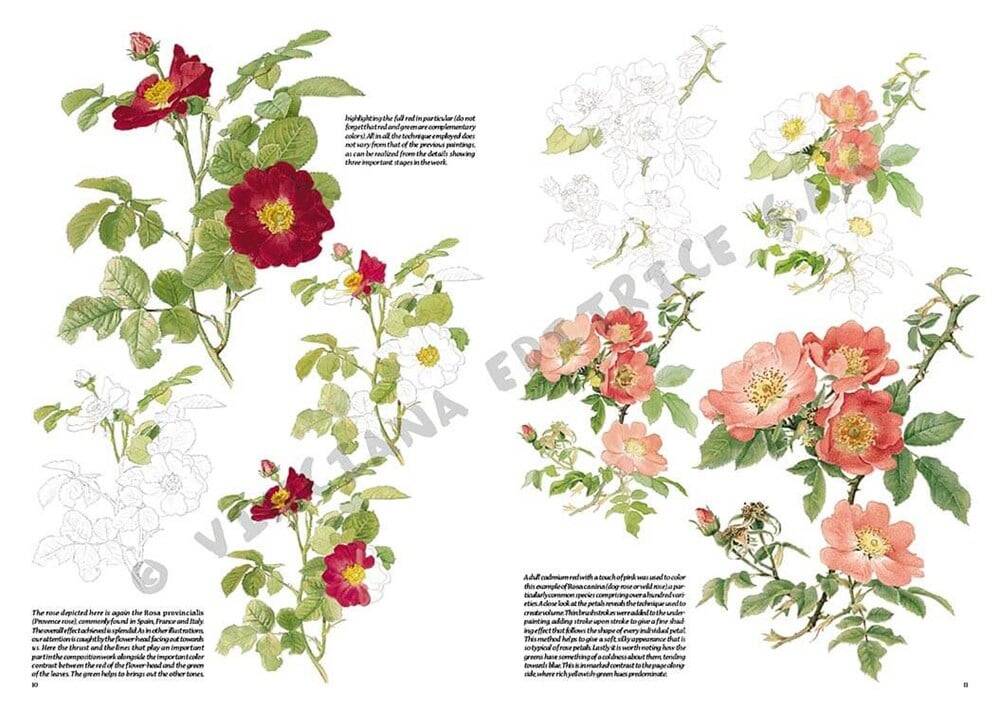 Leonardo Collection Desen Kitabı Roses N: 42 Güller N: 42