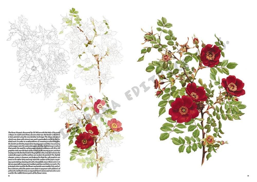 Leonardo Collection Desen Kitabı Roses N: 42 Güller N: 42