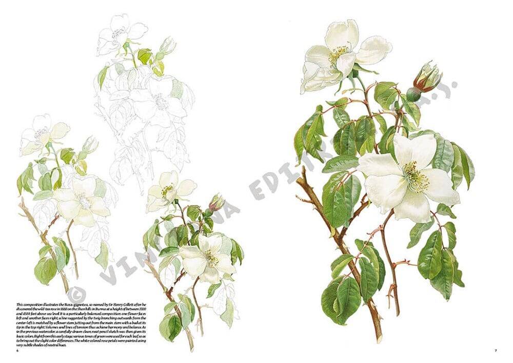 Leonardo Collection Desen Kitabı Roses N: 42 Güller N: 42