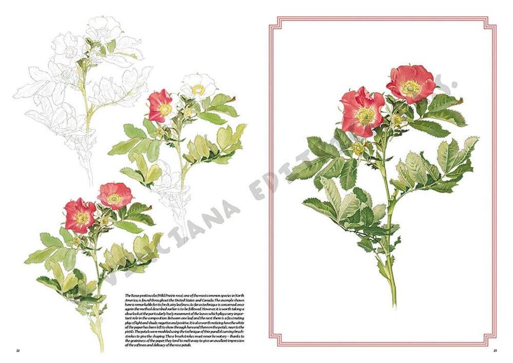 Leonardo Collection Desen Kitabı Roses N: 42 Güller N: 42