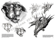 Leonardo Collection Desen Kitabı Stillife N: 24 Natürmort N: 24
