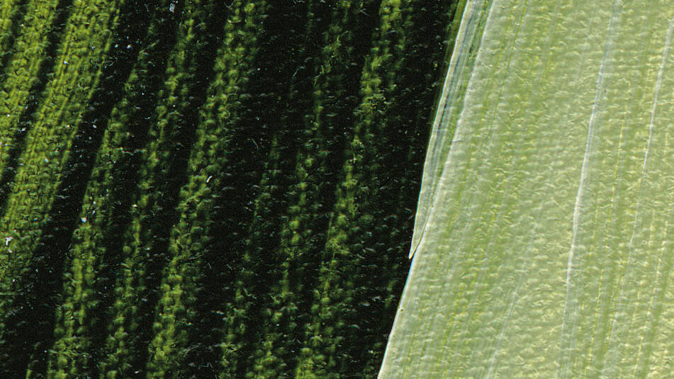 Schmincke Akademie Akrilik Boya 120 ml 560 Sap Green